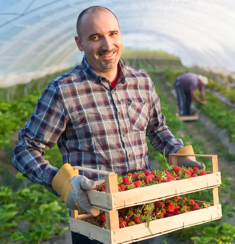 Farmer carrying crate of fresh strawberries