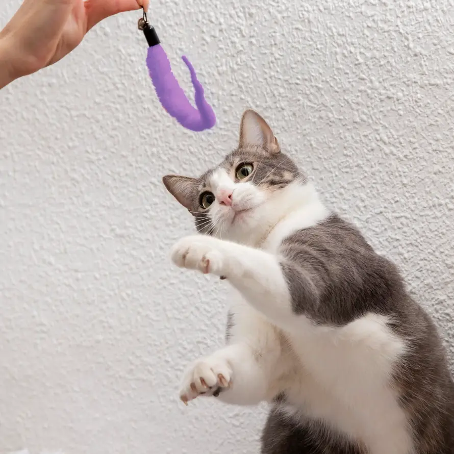 Playful cat batting at purple toy