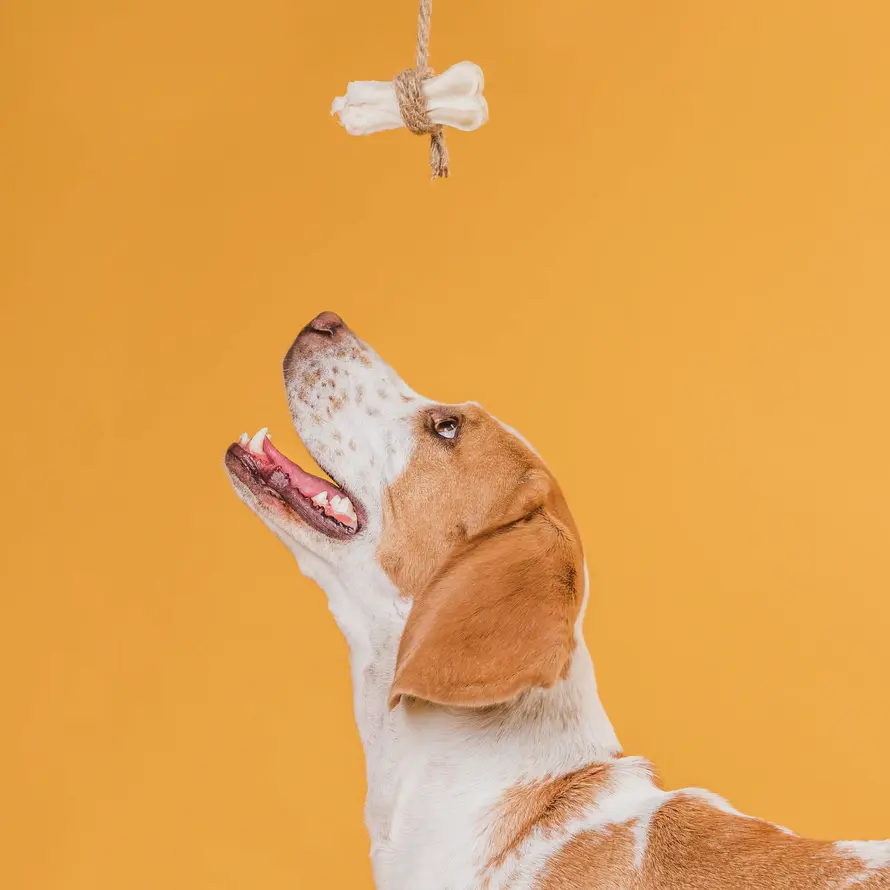 Beagle dog looking up at bone toy
