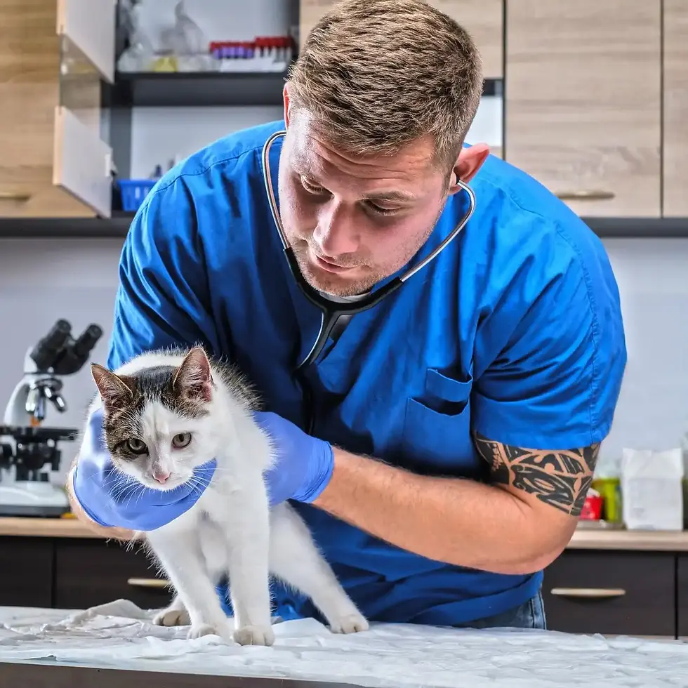 Veterinarian examining a cat at PetCliniq