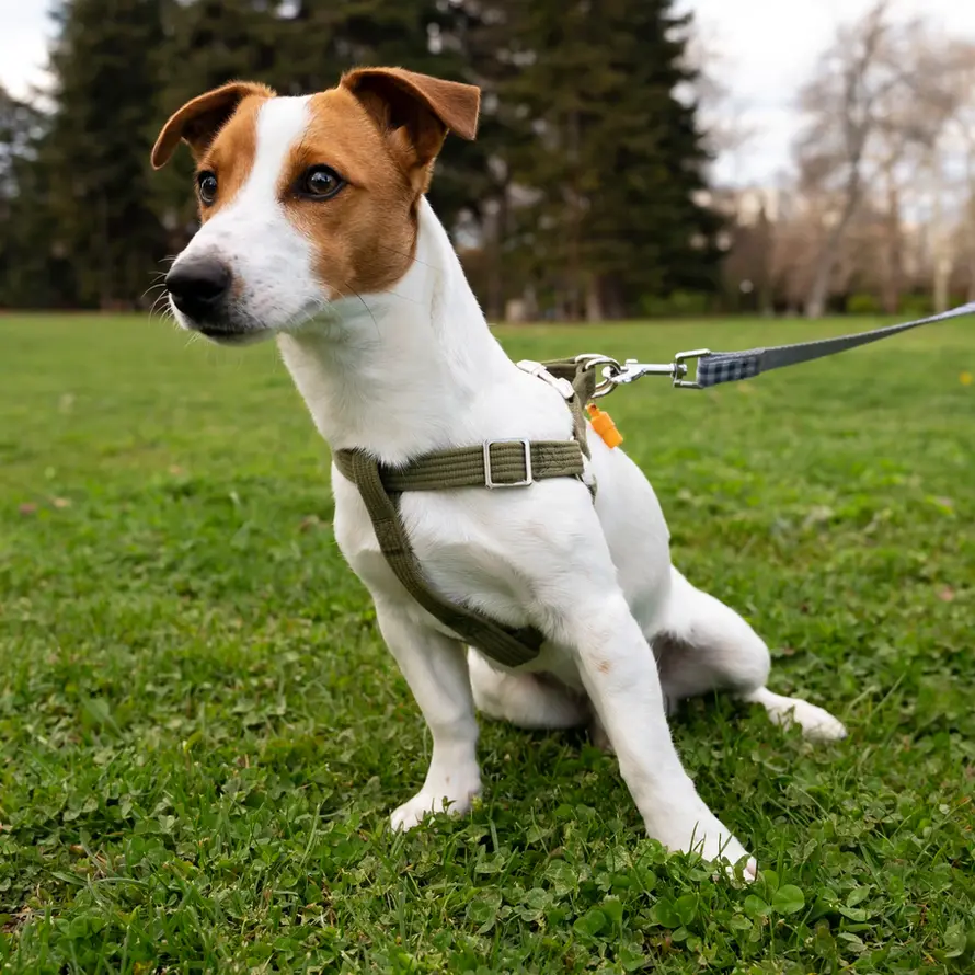 Jack Russell terrier wearing olive green harness, outdoors