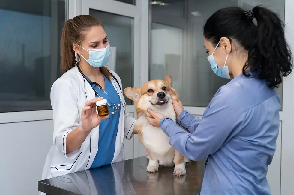 Corgi dog exam with vets, medication