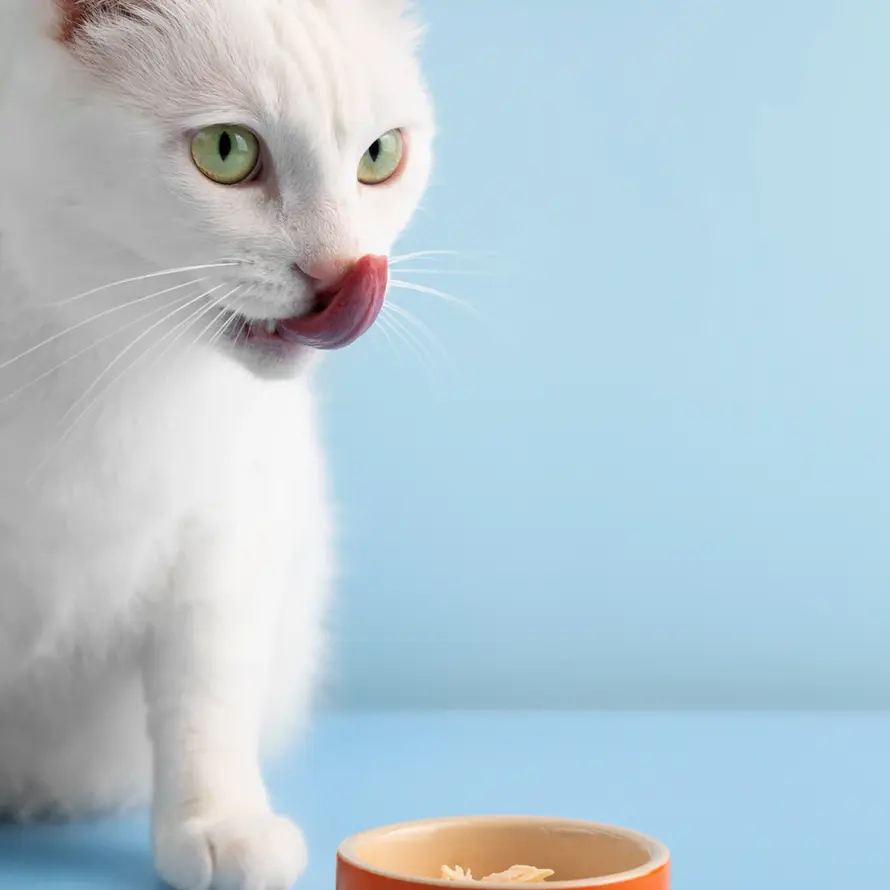 White cat enjoying its food