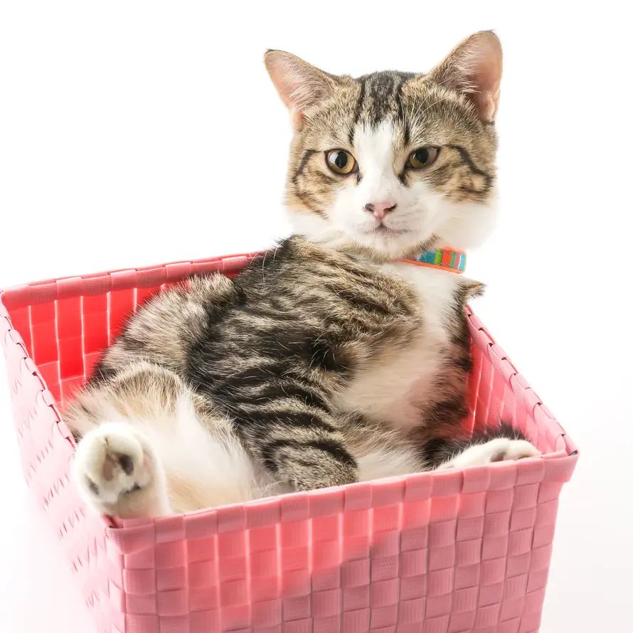 Tabby cat relaxing in pink basket