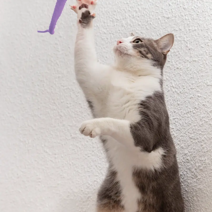 Playful cat batting purple toy
