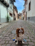 On the road in Alsazia con il cane