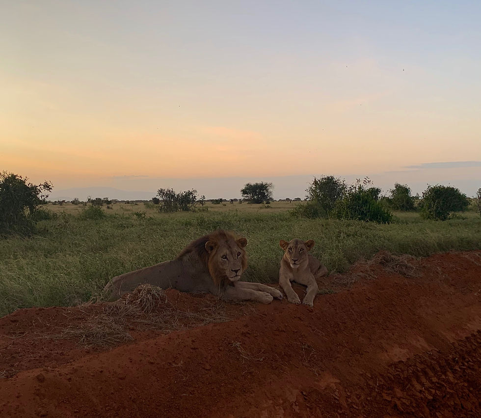 Safari in the Tsavo East National Park – Kenya