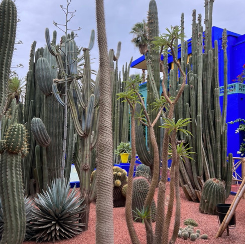 Jardin Majorelle, Marrakech