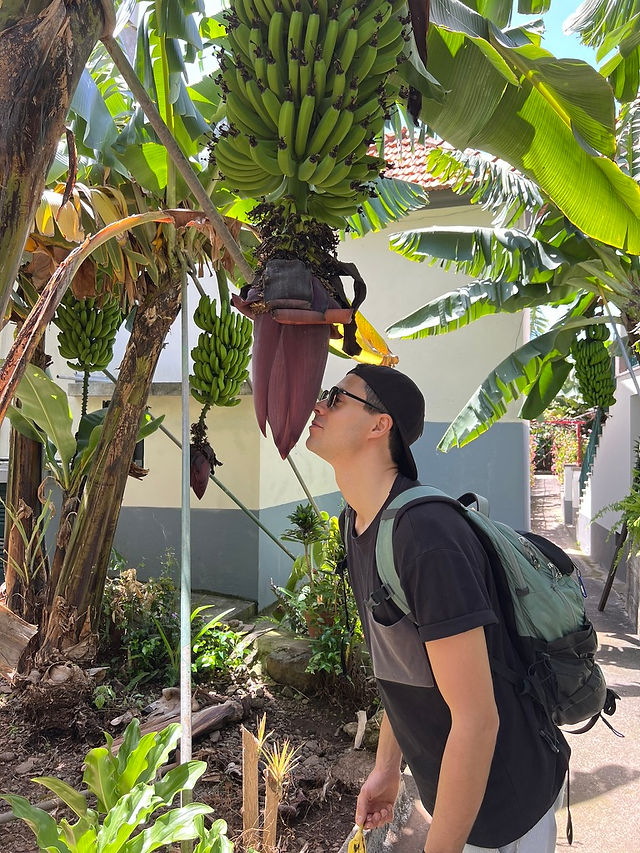 Rota da Banana , Madeira
