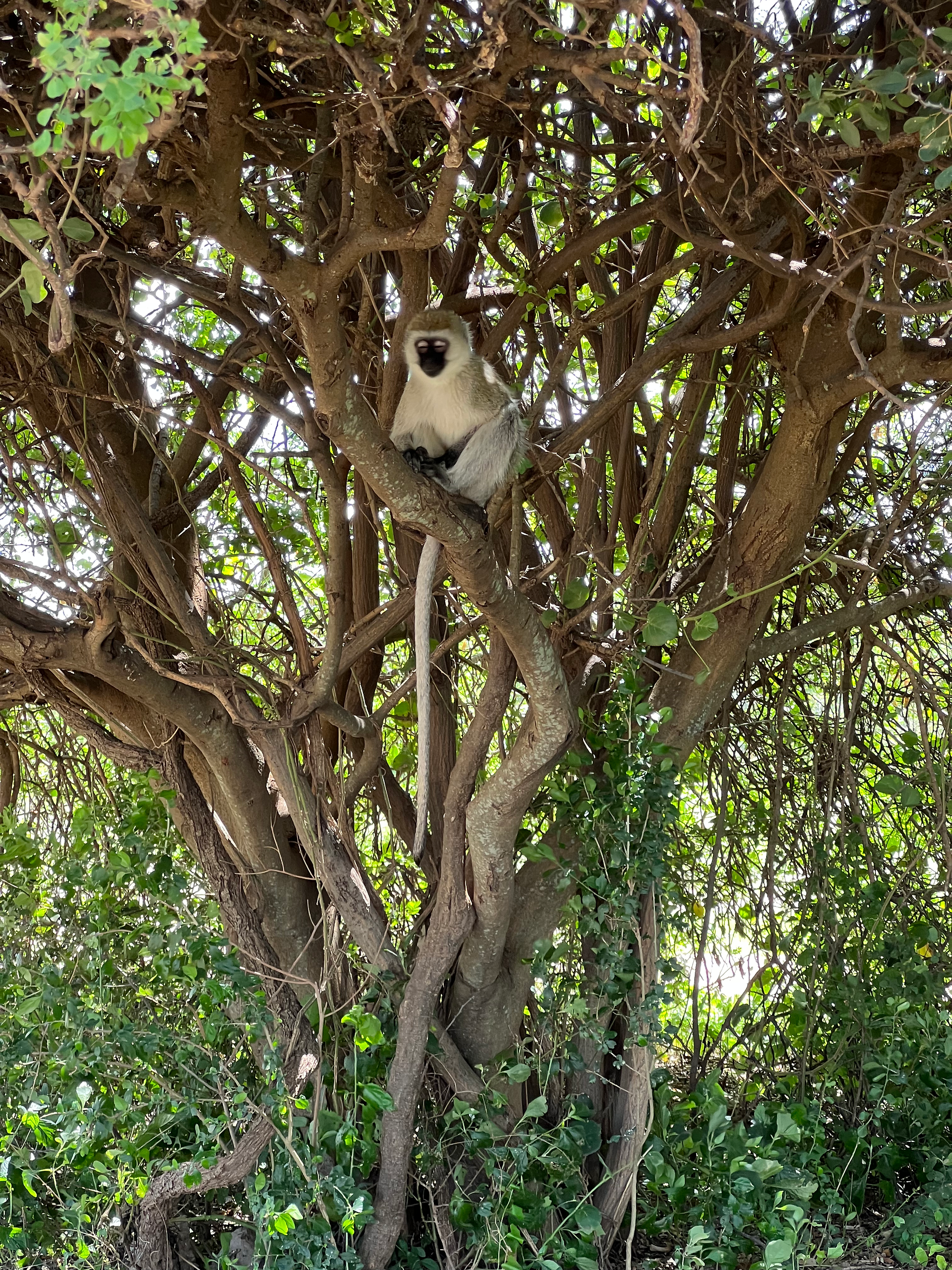 Parco Nazionale del Serengeti, Tanzania