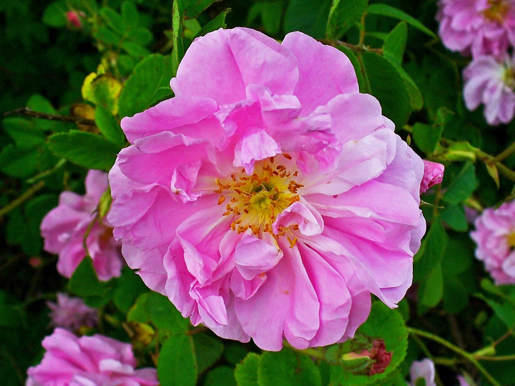 Rosa damascena di Kelaat m'Gouna