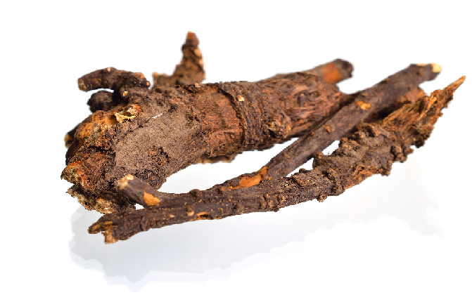 Osha Root ( Ligusticum porteri)