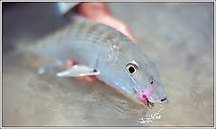 Kiene' Fly Fishing Travel