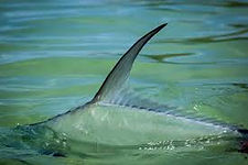 Kiene' Fly Fishing Travel