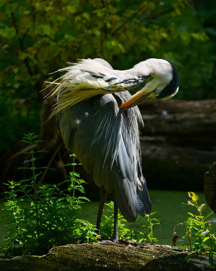 Grey Heron preening its plumage while standing on a fallen tree trunk beside a pond. Its head is bent backwards into its feathers, revealing long white ornamental plumes and layered grey wing feathers against a dark woodland background.