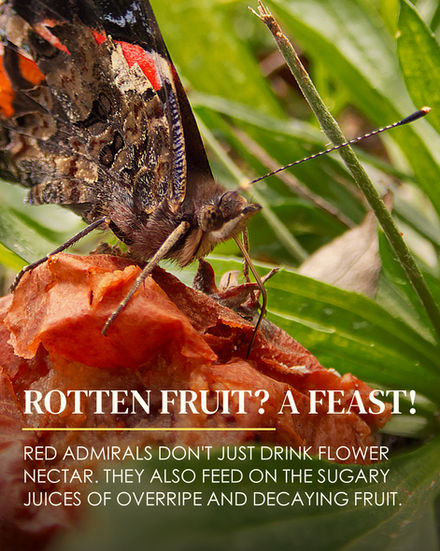 Close-up of a Red Admiral butterfly feeding on decaying fruit among green grass, with its long proboscis extended into the fruit. Overlaid text: "ROTTEN FRUIT? A FEAST! Red Admirals don't just drink flower nectar. They also feed on the sugary juices of overripe and decaying fruit."