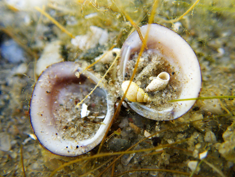 Close-up of freshwater bivalve shells and small snail shells lying on the sandy bottom.