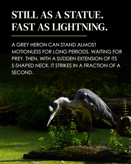 Grey Heron leaning forward from a fallen tree trunk, its long neck extended downward in a hunting posture above a green, vegetation-covered pond. Overlaid text: "STILL AS A STATUE. FAST AS LIGHTNING. A Grey Heron can stand almost motionless for long periods, waiting for prey. Then, with a sudden extension of its S-shaped neck, it strikes in a fraction of a second."