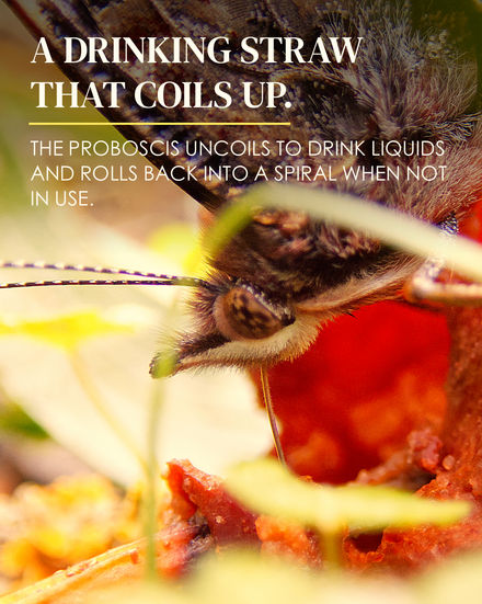 Extreme close-up of a Red Admiral butterfly's head, compound eye and extended proboscis above decaying fruit, surrounded by grass. Overlaid text: "A DRINKING STRAW THAT COILS UP. The proboscis uncoils to drink liquids and rolls back into a spiral when not in use."