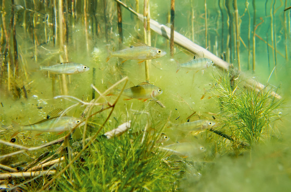Snorkelling in Kulkwitzer See