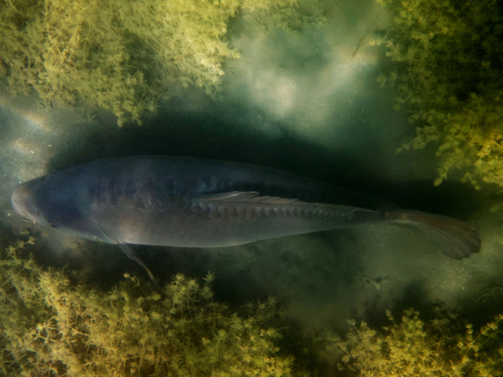Common carp viewed from above while swimming over dense submerged vegetation.