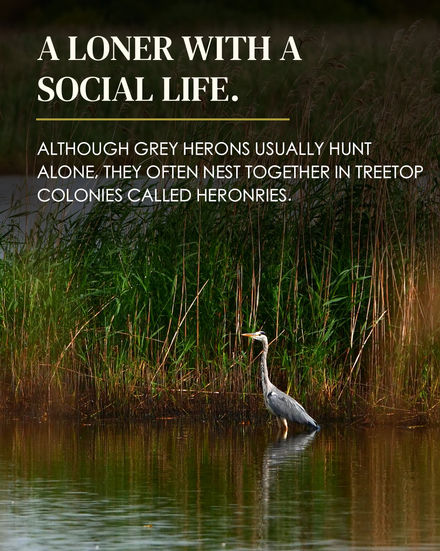 Solitary Grey Heron standing in shallow water among tall reeds, with its reflection visible on the pond's surface. Overlaid text: "A LONER WITH A SOCIAL LIFE. Although Grey Herons usually hunt alone, they often nest together in treetop colonies called heronries."
