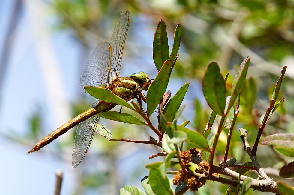 Dragonfly Green-eyed hawker or Aeshna isoceles in S'Albufera de Mallorca