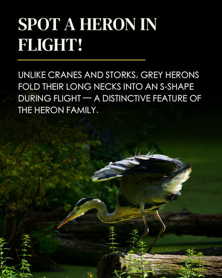 Grey Heron (Ardea cinerea) standing on a fallen tree trunk with its wings partially raised and neck extended, surrounded by dark green vegetation. Overlaid text: "SPOT A HERON IN FLIGHT! Unlike cranes and storks, Grey Herons fold their long necks into an S-shape during flight — a distinctive feature of the heron family."