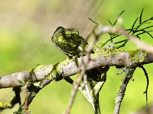 Mediterranean chameleon  fauna in Ghadira Nature Reserve of Malta