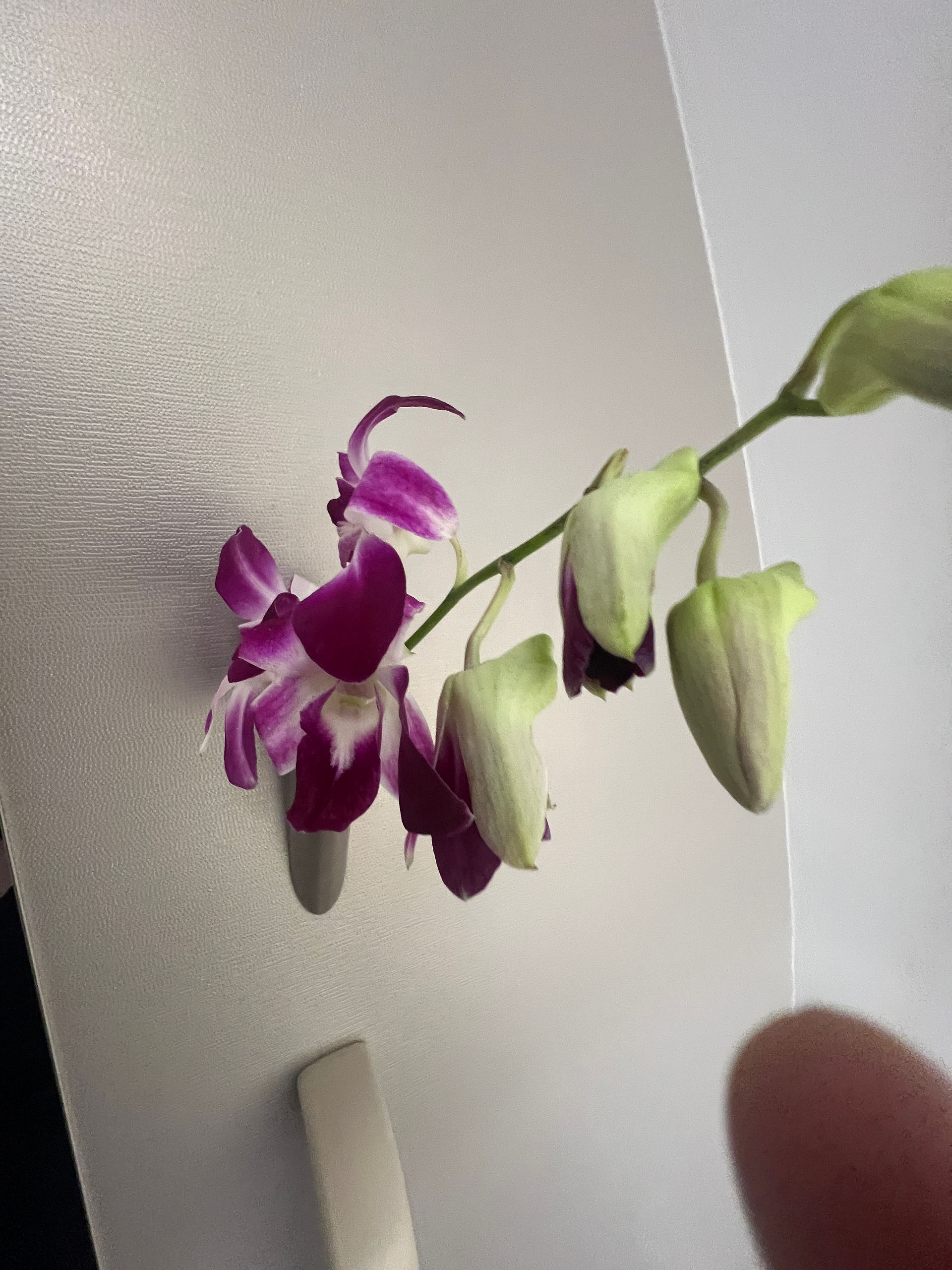 little touches that make emirates special, such as fresh orchids