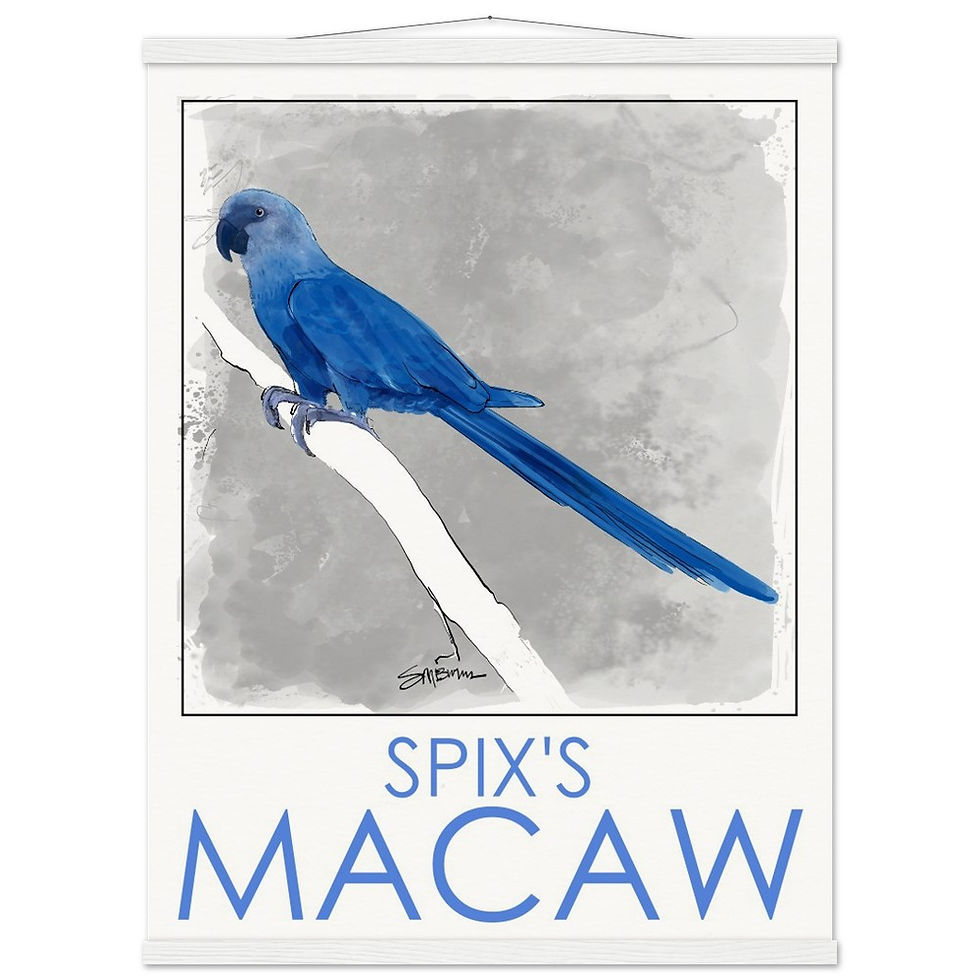 Thumbnail: Bird art posters feature original drawings of beautiful rare birds.