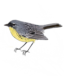 BIRD_KirtlandsWarb_TRSP_edited.png