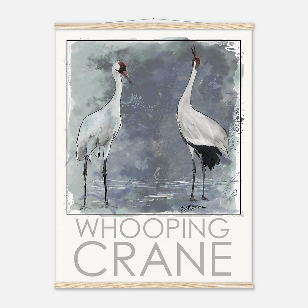 Bird art posters feature original drawings of the whooping crane