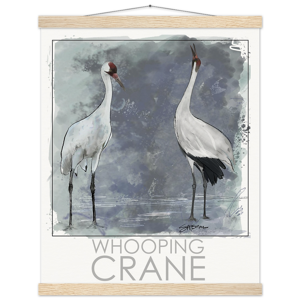 Thumbnail: Bird art posters feature original drawings of the whooping crane