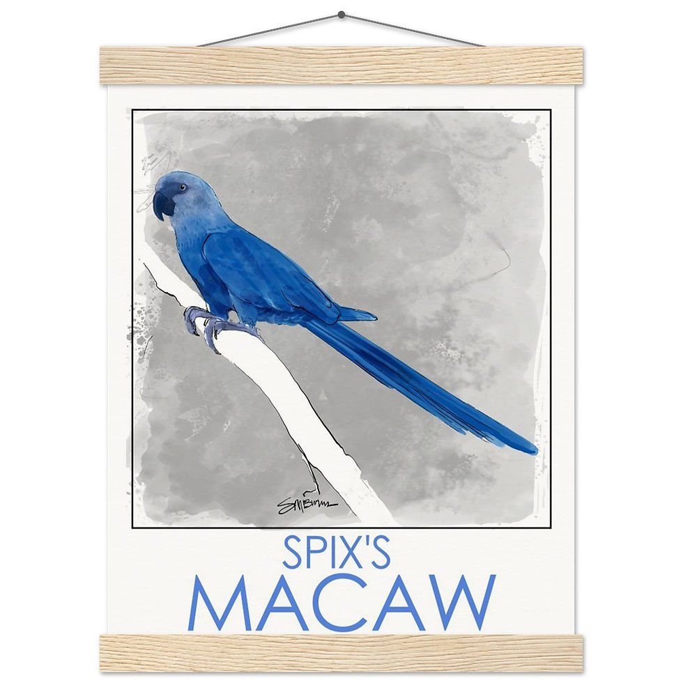 Thumbnail: Bird art posters feature original drawings of beautiful rare birds.