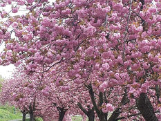 私の桜 読者の皆さまお薦めのスポット