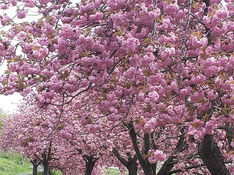 私の桜 読者の皆さまお薦めのスポット