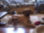 Linka and Argo