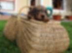 Peekaboo!