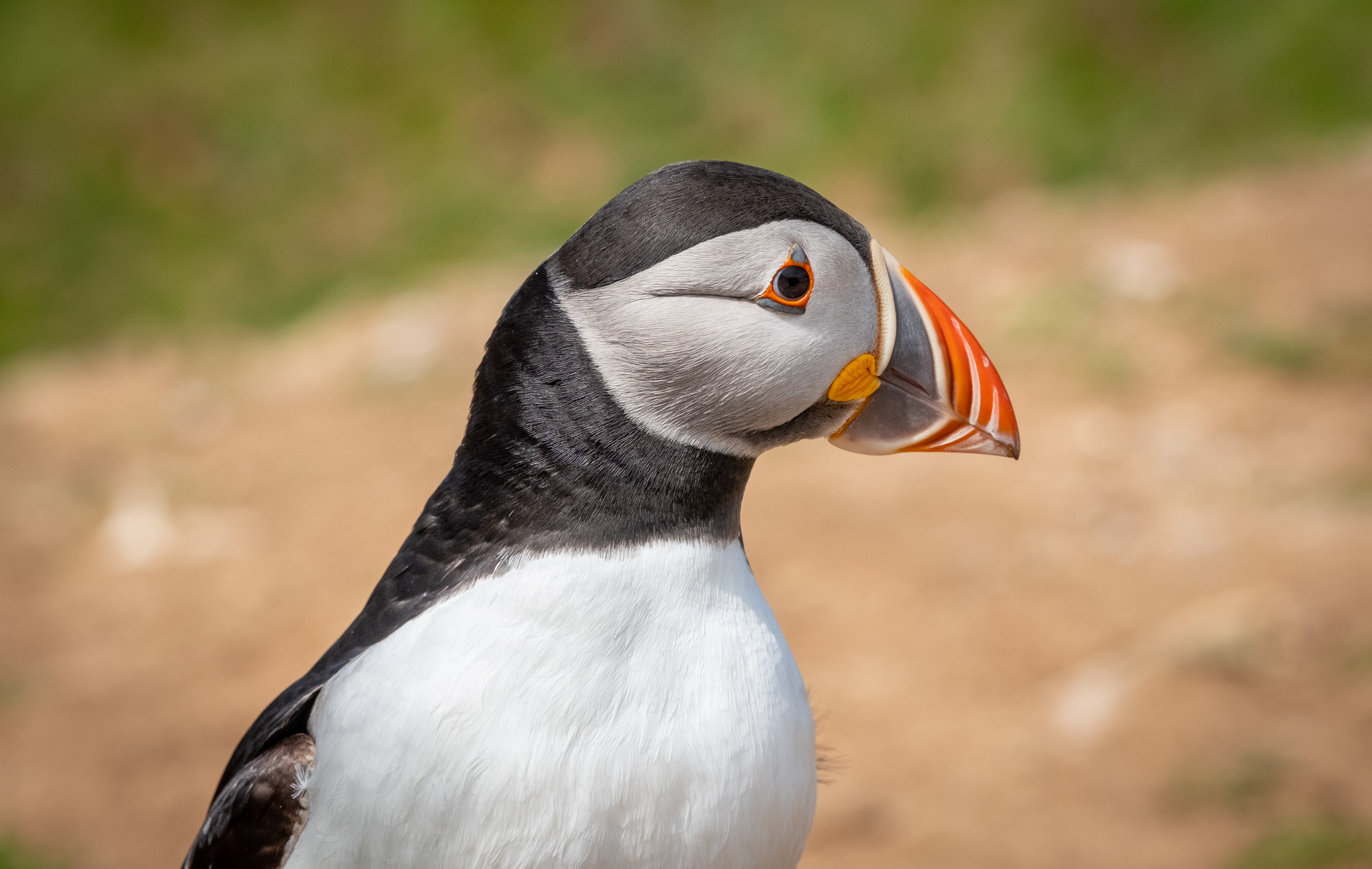 Skomer Island 19.5.19-1-3