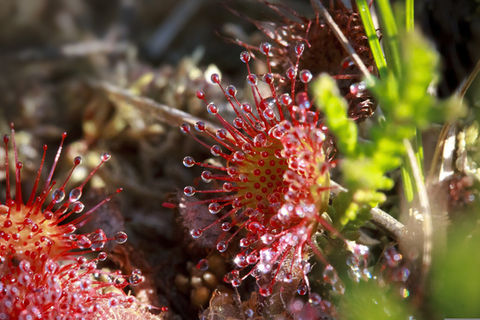 Sundew closeup growing in bush