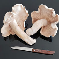 White Mushroom On Kitchen Counter Top