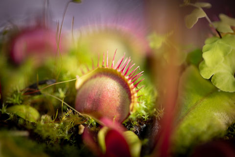 Venus Fly Traps Closeup In Bush
