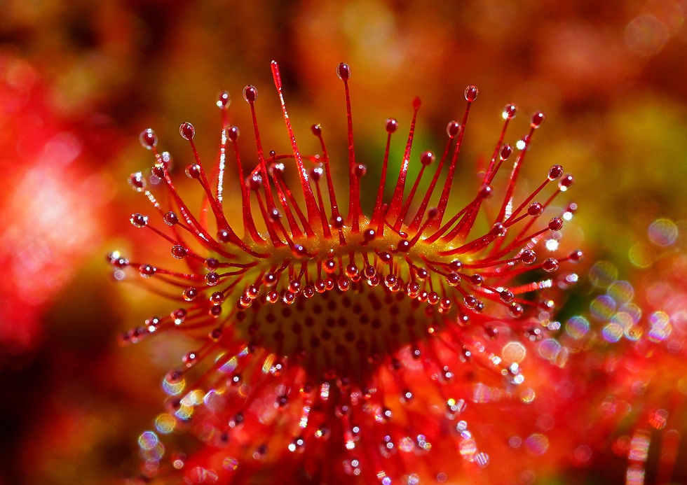 Sundew Plant Closeup Image