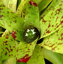 Bromeliad Flower Center Closeup