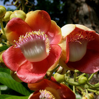 Cannonball Tree Flower Growing In a Bush