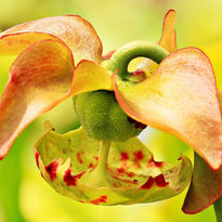 Pitcher plant growing in forest