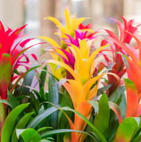 Colorful Bromeliad growing in garden