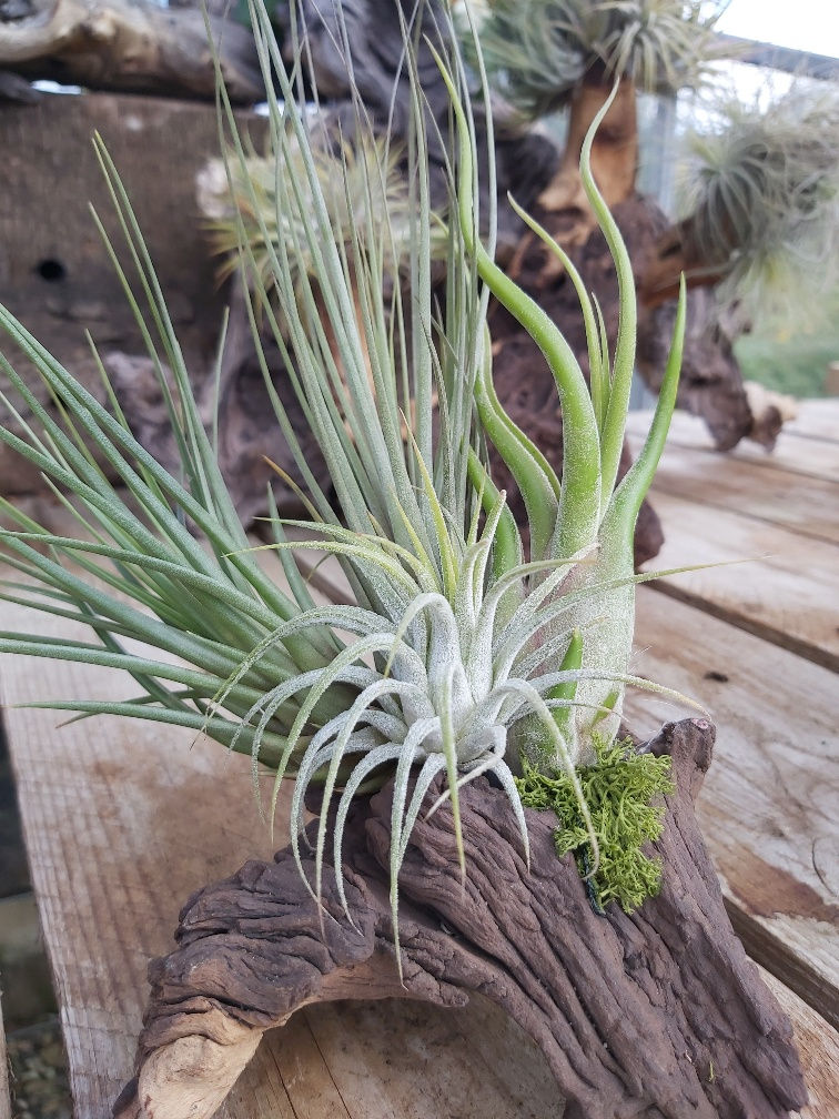 Air Plants growing on wood