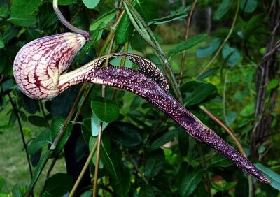 Gaping Dutchman's Pipe Closeup In Garden